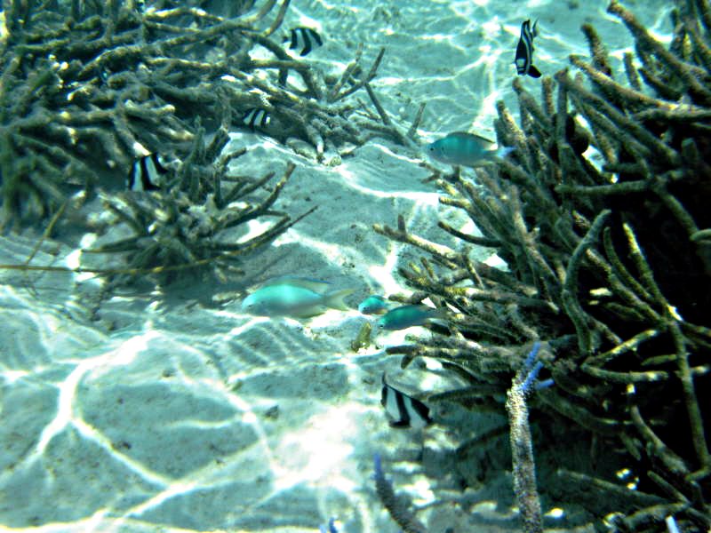 Pictures from the Maldives