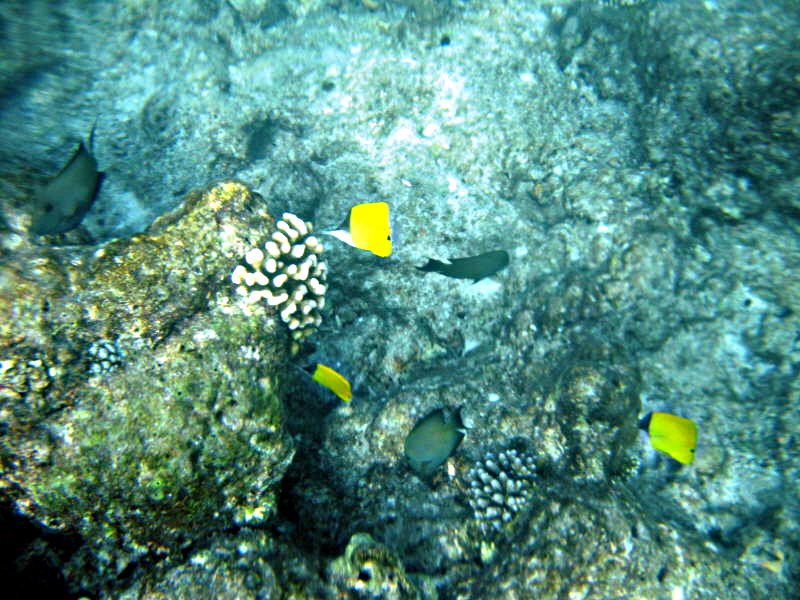 Pictures from the Maldives