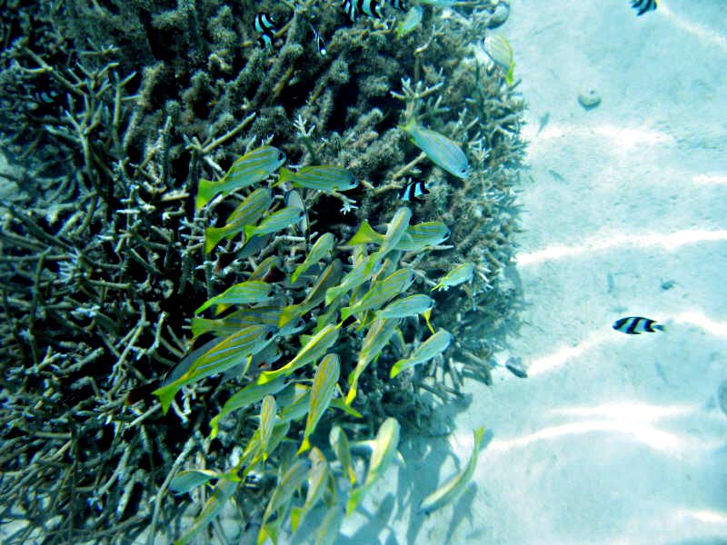 Pictures from the Maldives