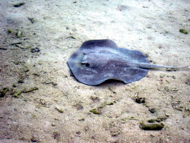 Pictures from the Maldives