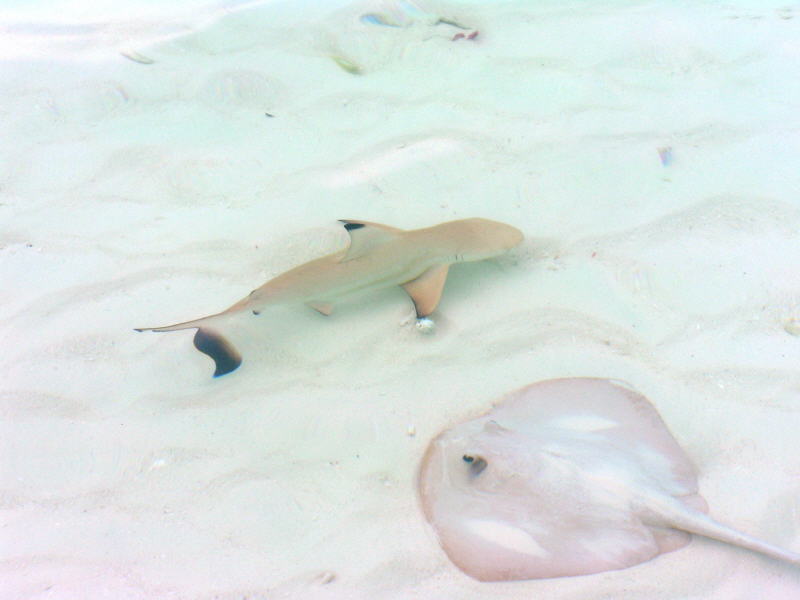 Pictures from the Maldives