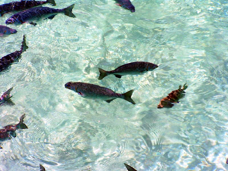 Pictures from the Maldives