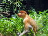 Pictures of Proboscis monkeys