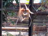 Pictures of Proboscis monkeys