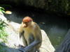 Pictures of Proboscis monkeys