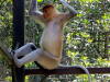 Pictures of Proboscis monkeys