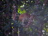 Pictures of Proboscis monkeys
