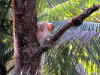 Pictures of Proboscis monkeys