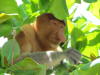 Pictures of Proboscis monkeys