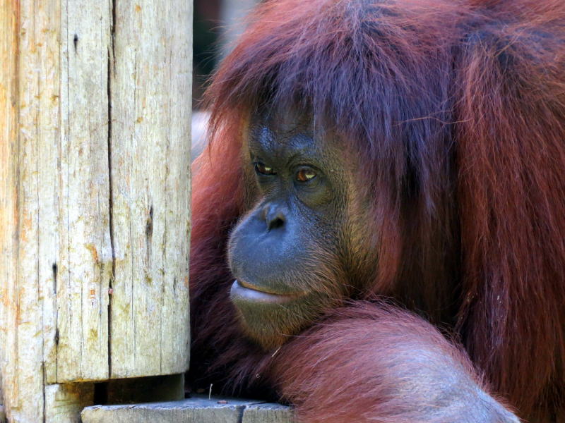 Pictures of Borneo Orang Utans