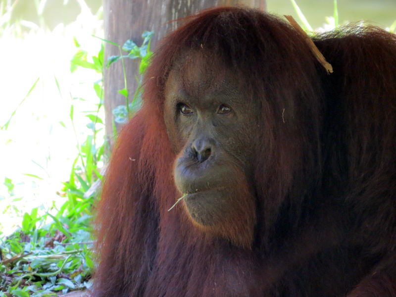 Pictures of Borneo Orang Utans