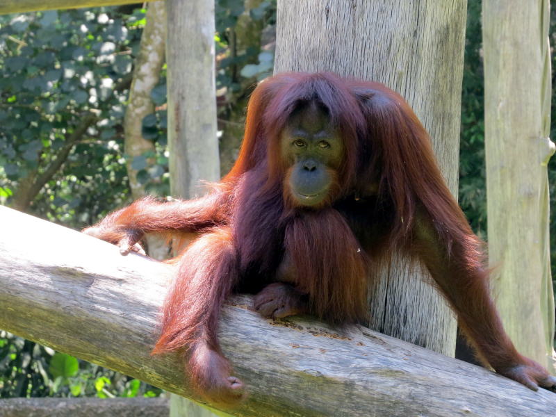 Pictures of Borneo Orang Utans