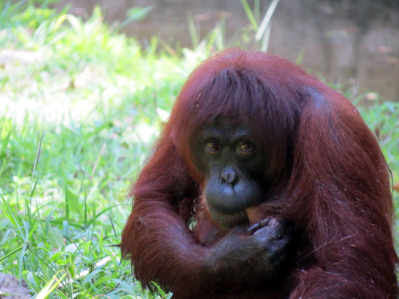 Pictures of Borneo Orang Utans