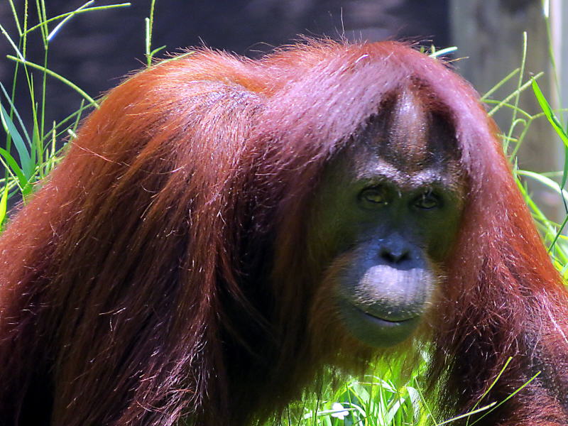 Pictures of Borneo Orang Utans