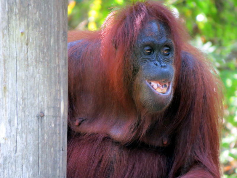 Pictures of Borneo Orang Utans