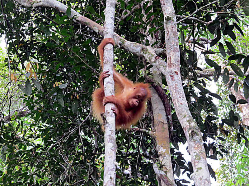 Pictures of Borneo Orang Utans