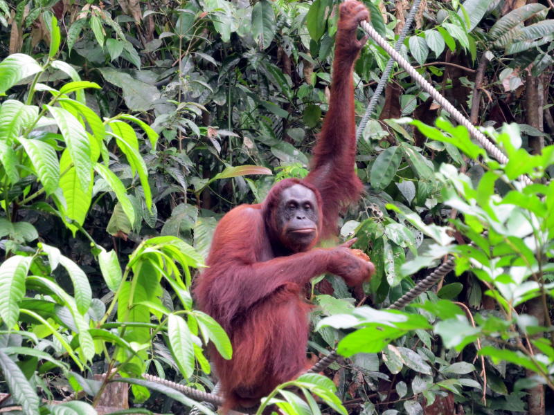 Pictures of Borneo Orang Utans