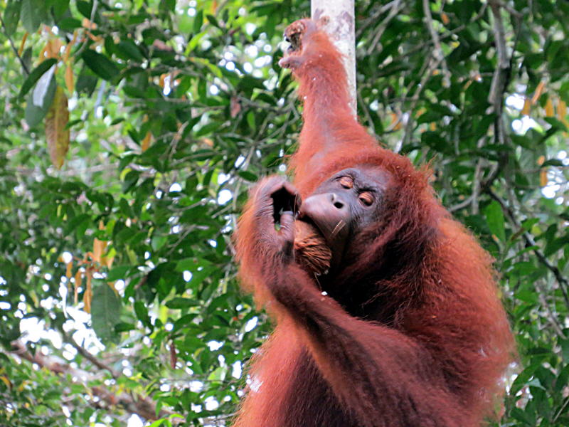 Pictures of Borneo Orang Utans