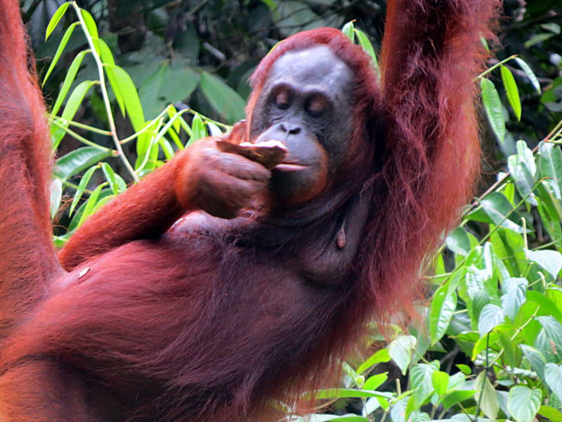 Pictures of Borneo Orang Utans