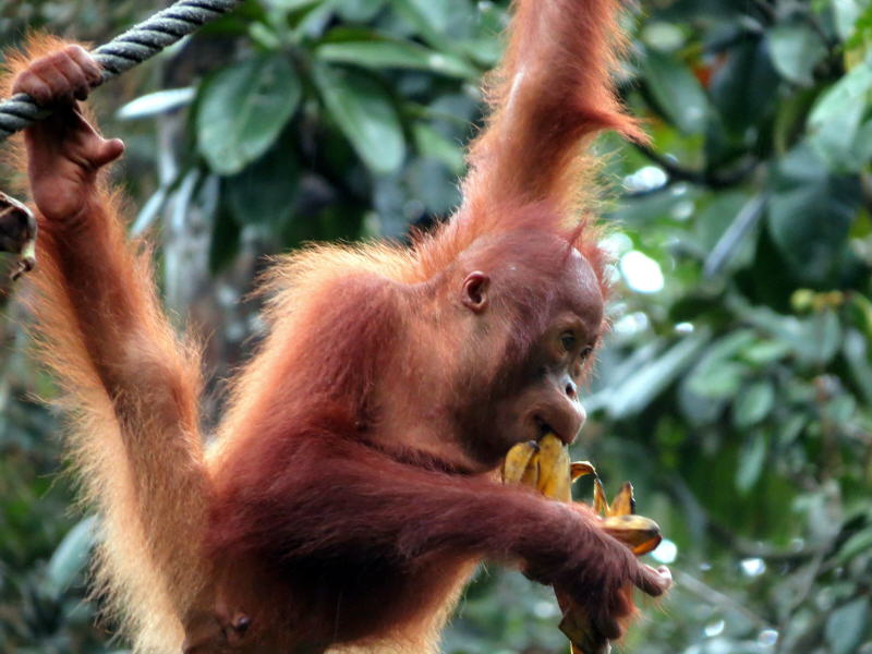 Pictures of Borneo Orang Utans