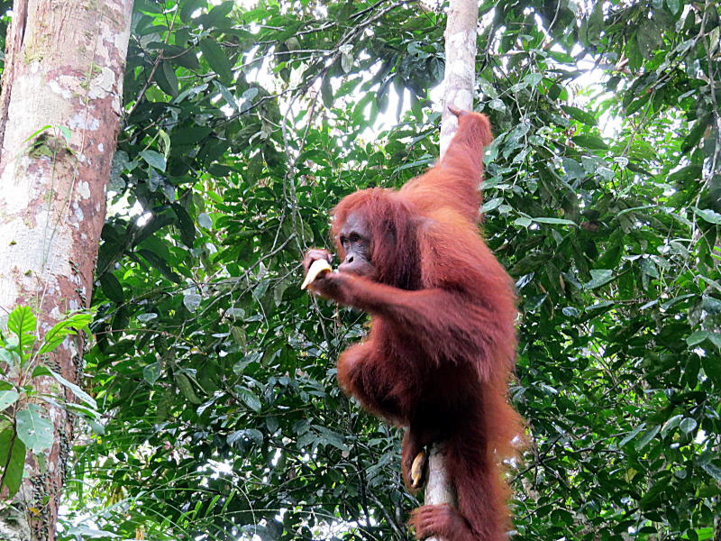 Pictures of Borneo Orang Utans