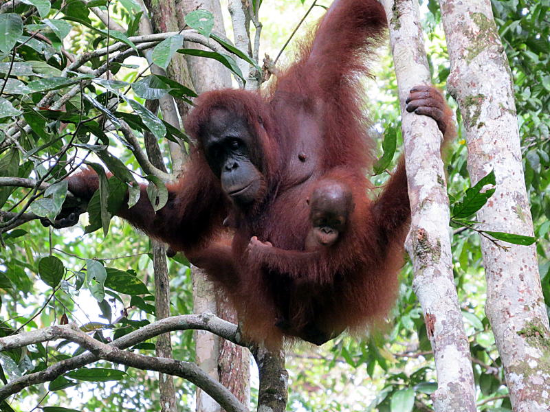 Pictures of Borneo Orang Utans