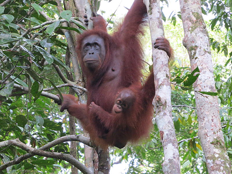 Pictures of Borneo Orang Utans