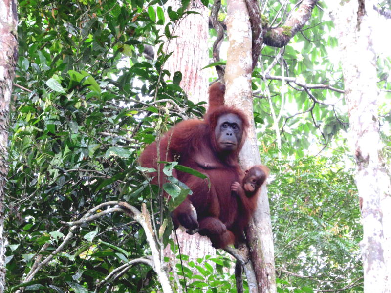 Pictures of Borneo Orang Utans