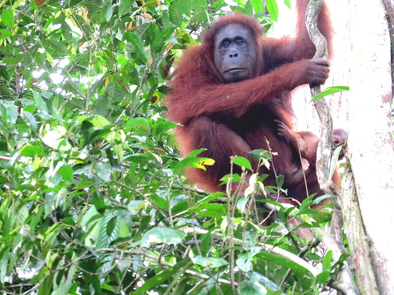 Pictures of Borneo Orang Utans