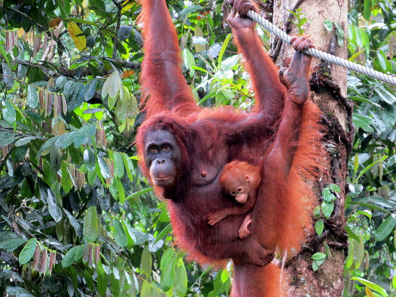 Pictures of Borneo Orang Utans