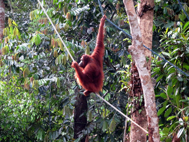 Pictures of Borneo Orang Utans