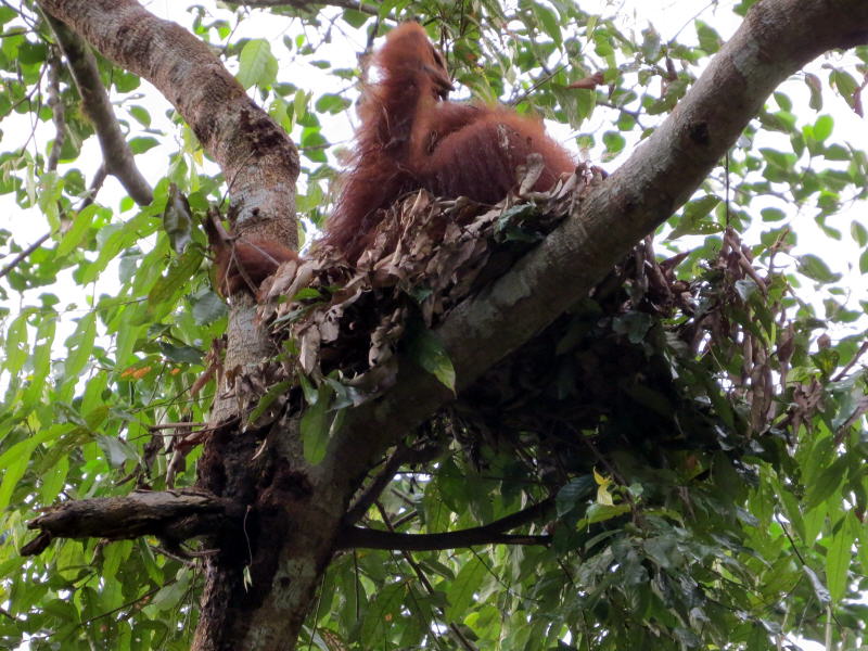 Pictures of Borneo Orang Utans