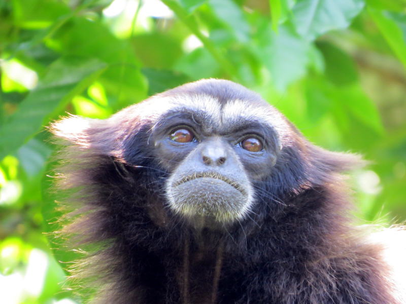 Pictures from Sabah (Borneo)