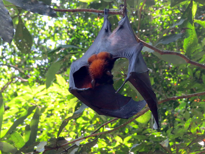 Pictures from Sabah (Borneo)