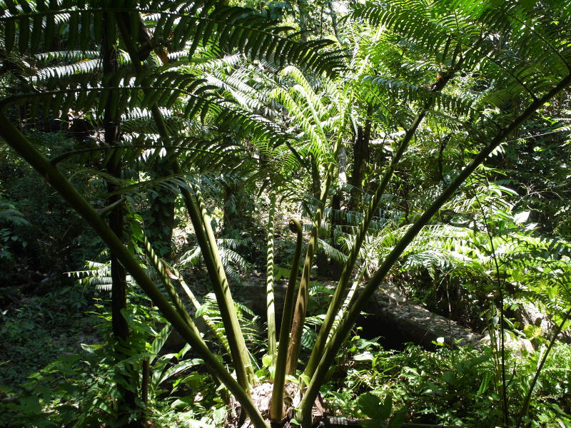 Pictures from Sabah (Borneo)