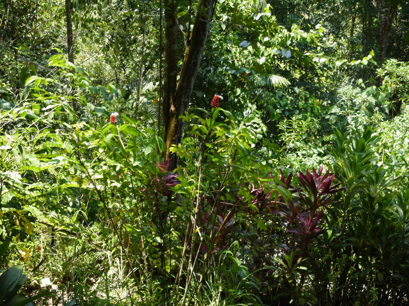 Pictures from Sabah (Borneo)