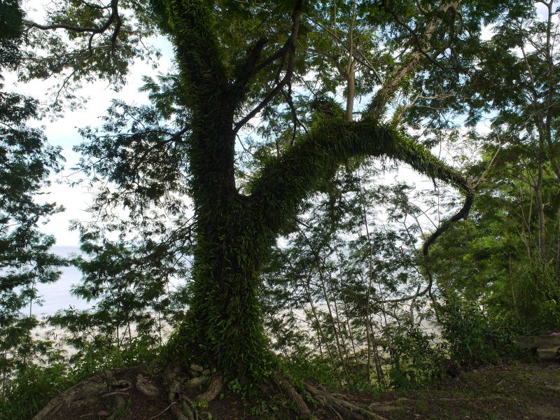 Pictures from Sabah (Borneo)