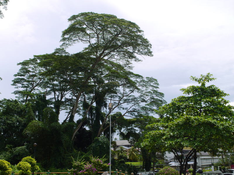 Pictures from Sarawak (Borneo)