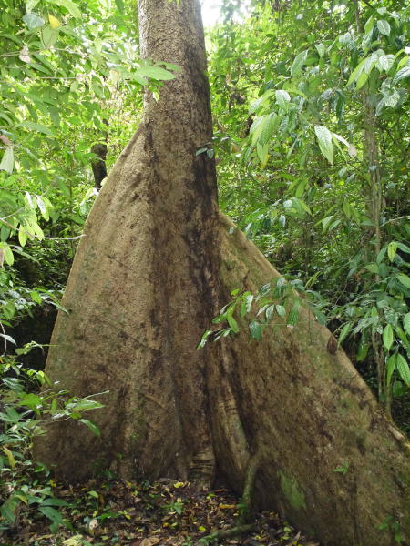 Pictures from Sarawak (Borneo)
