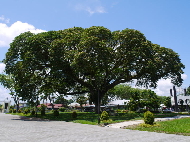 Pictures from Sarawak (Borneo)