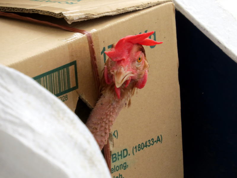 Pictures from Sarawak (Borneo)