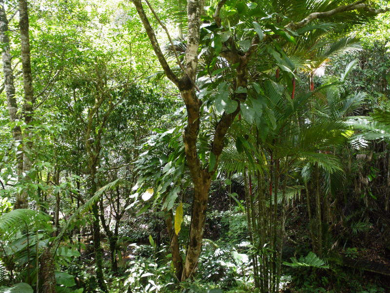 Pictures from Sarawak (Borneo)