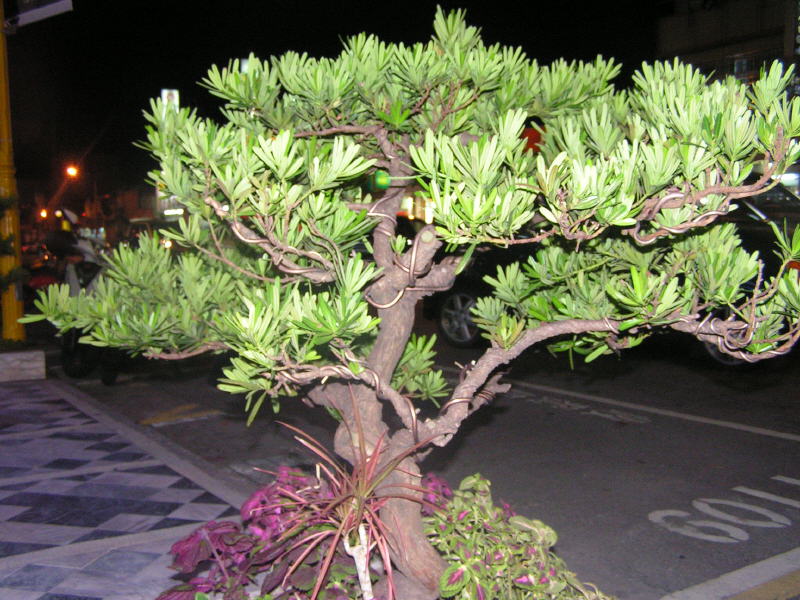 Pictures from Taiwan