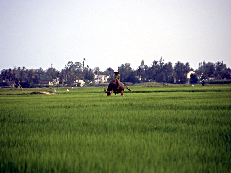 Pictures from Vietnam