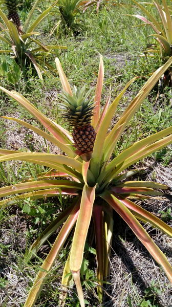 Pictures from Dravuni Island, Fiji