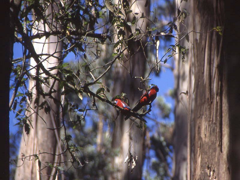 Australia