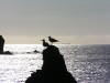 Pictures from the Azores