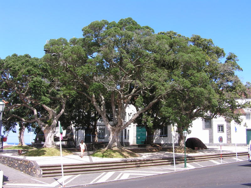 Pictures from the Azores