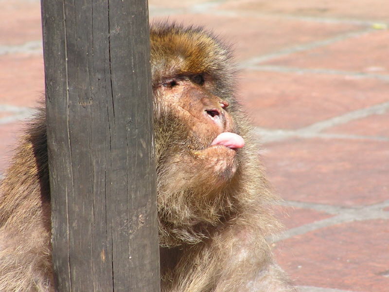 Pictures from Gibraltar