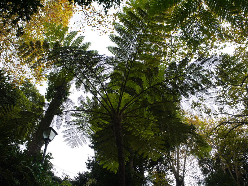 Pictures from the Madeira